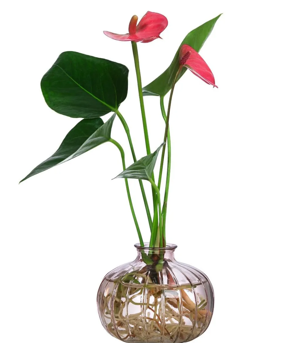 Dehner Waterplants & Flaschengärten - Waterplant Flamingoblume im Glas - Anthurium ' Champion'
