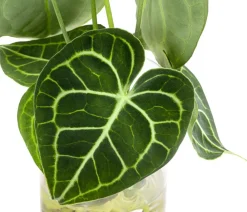 Dehner Raritäten|Grünpflanzen > Waterplant Herzblattblume im kleinen Glas - Anthurium Clarinervium