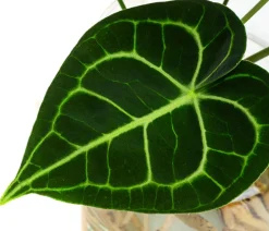 Dehner Einblatt & Flamingoblumen|Grünpflanzen > Waterplant Herzblattblume im Glas - Anthurium Clarinervium