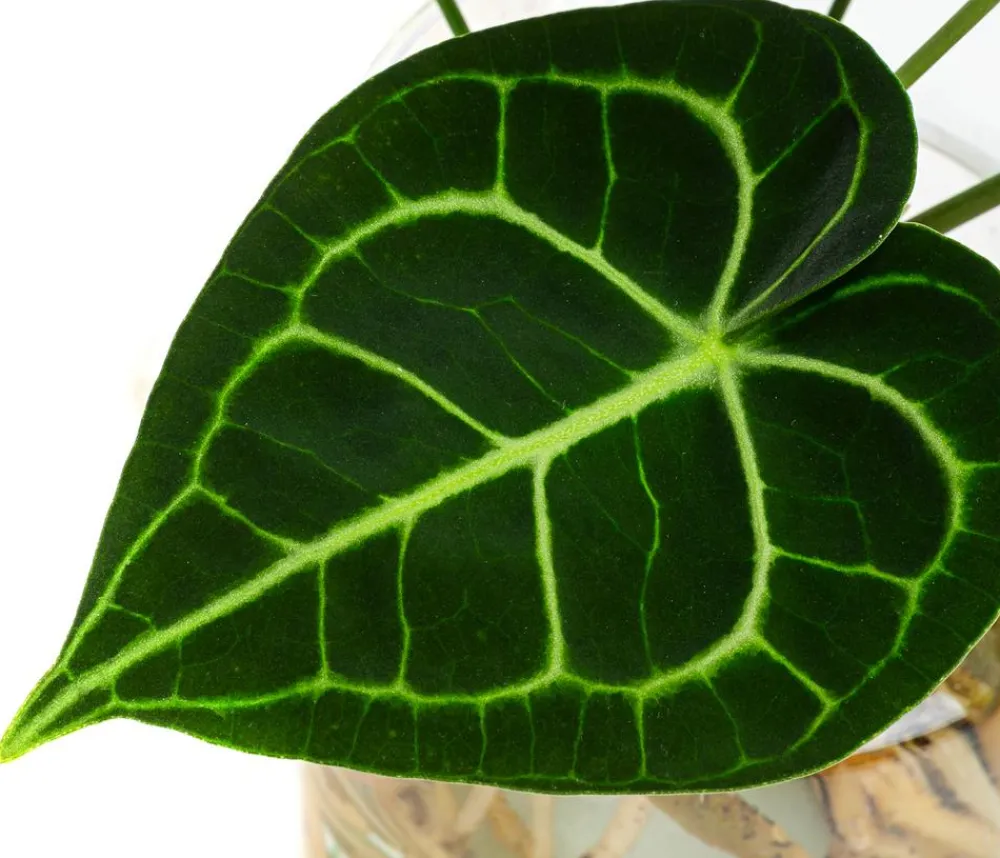 Dehner Einblatt & Flamingoblumen|Grünpflanzen > Waterplant Herzblattblume im Glas - Anthurium Clarinervium