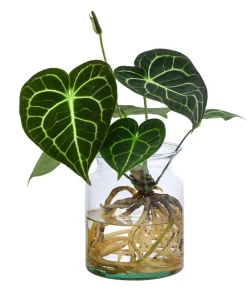 Dehner Einblatt & Flamingoblumen|Grünpflanzen > Waterplant Herzblattblume im Glas - Anthurium Clarinervium