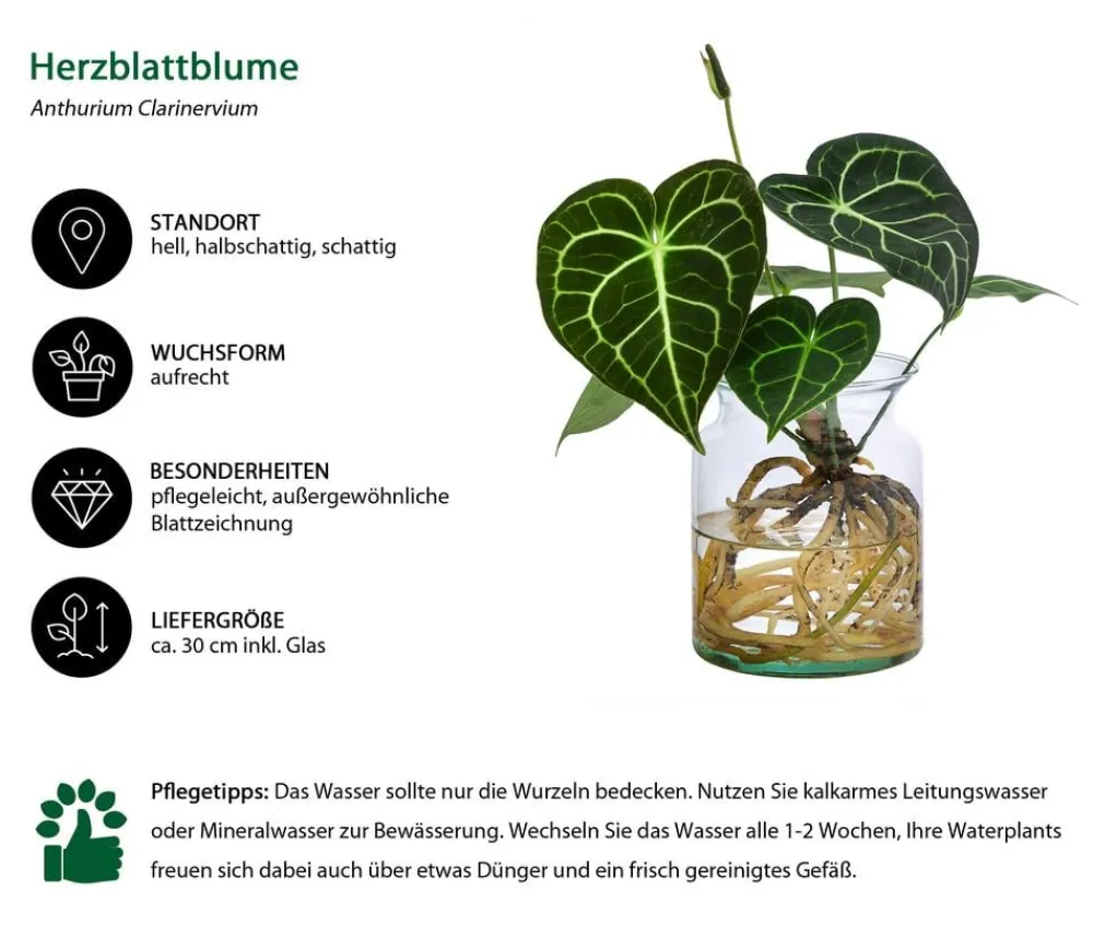 Dehner Einblatt & Flamingoblumen|Grünpflanzen > Waterplant Herzblattblume im Glas - Anthurium Clarinervium
