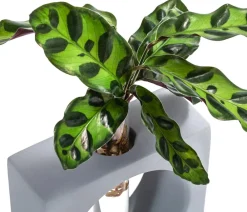 Dehner Calathea & Alocasia|Zimmerpflanzen Mit Übertopf - Waterplant Korbmarante Manilla im Reagenzglas - Calathea insigne Grün