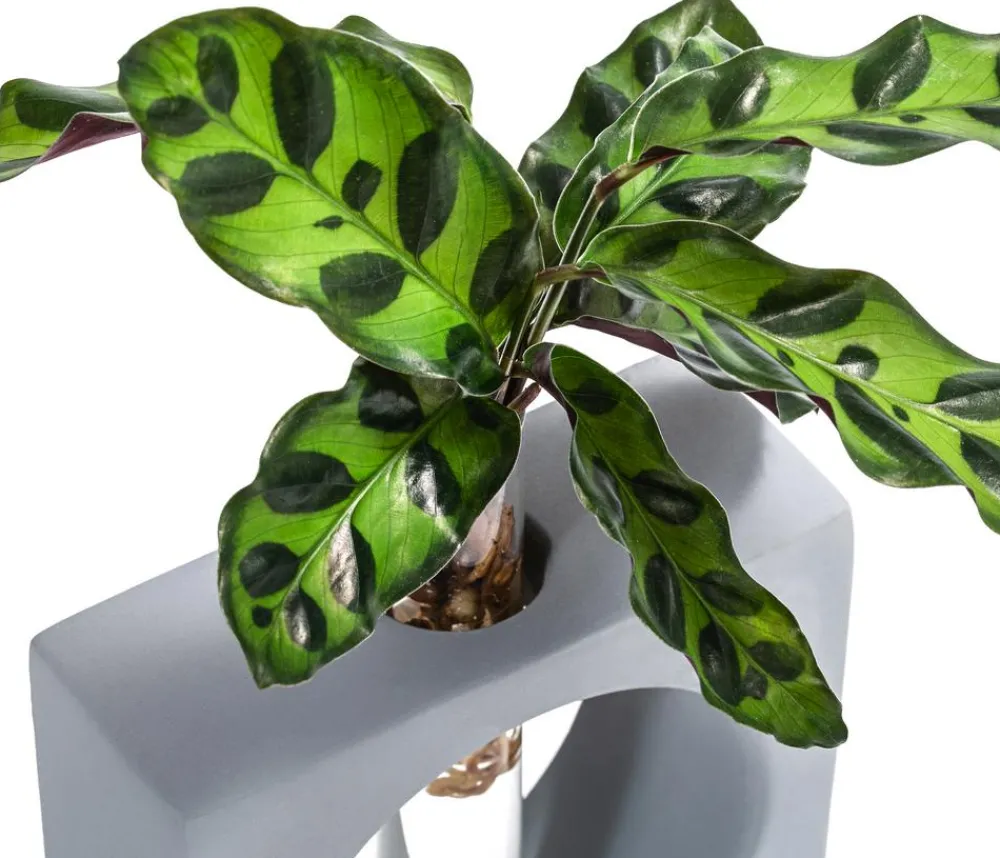 Dehner Calathea & Alocasia|Zimmerpflanzen Mit Übertopf - Waterplant Korbmarante Manilla im Reagenzglas - Calathea insigne Grün