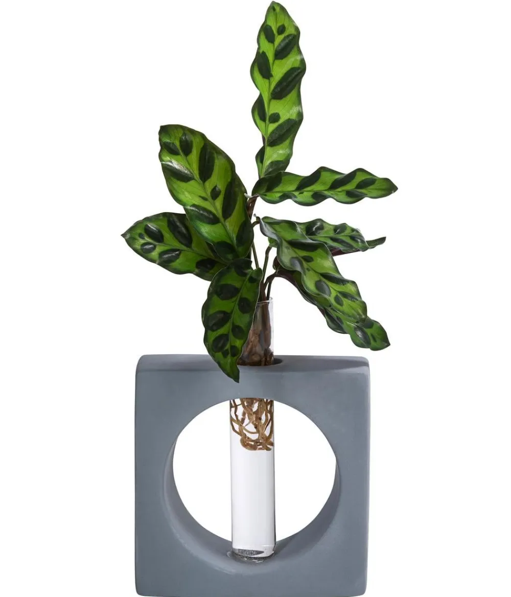 Dehner Calathea & Alocasia|Zimmerpflanzen Mit Übertopf - Waterplant Korbmarante Manilla im Reagenzglas - Calathea insigne Grün