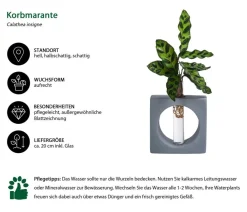 Dehner Calathea & Alocasia|Zimmerpflanzen Mit Übertopf - Waterplant Korbmarante Manilla im Reagenzglas - Calathea insigne Grün