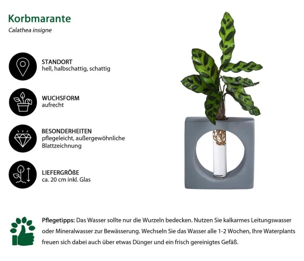 Dehner Calathea & Alocasia|Zimmerpflanzen Mit Übertopf - Waterplant Korbmarante Manilla im Reagenzglas - Calathea insigne Grün