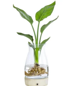 Dehner Raritäten|Grünpflanzen - Waterplant Paradisvogelblume im Glas - Strelizia reginae, mit LED Grün