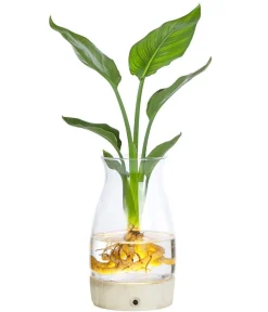 Dehner Raritäten|Grünpflanzen - Waterplant Paradisvogelblume im Glas - Strelizia reginae, mit LED Grün