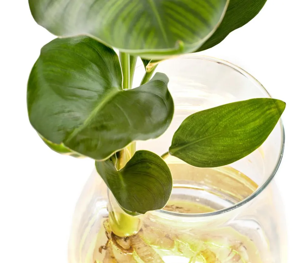 Dehner Raritäten|Grünpflanzen - Waterplant Paradisvogelblume im Glas - Strelizia reginae, mit LED Grün