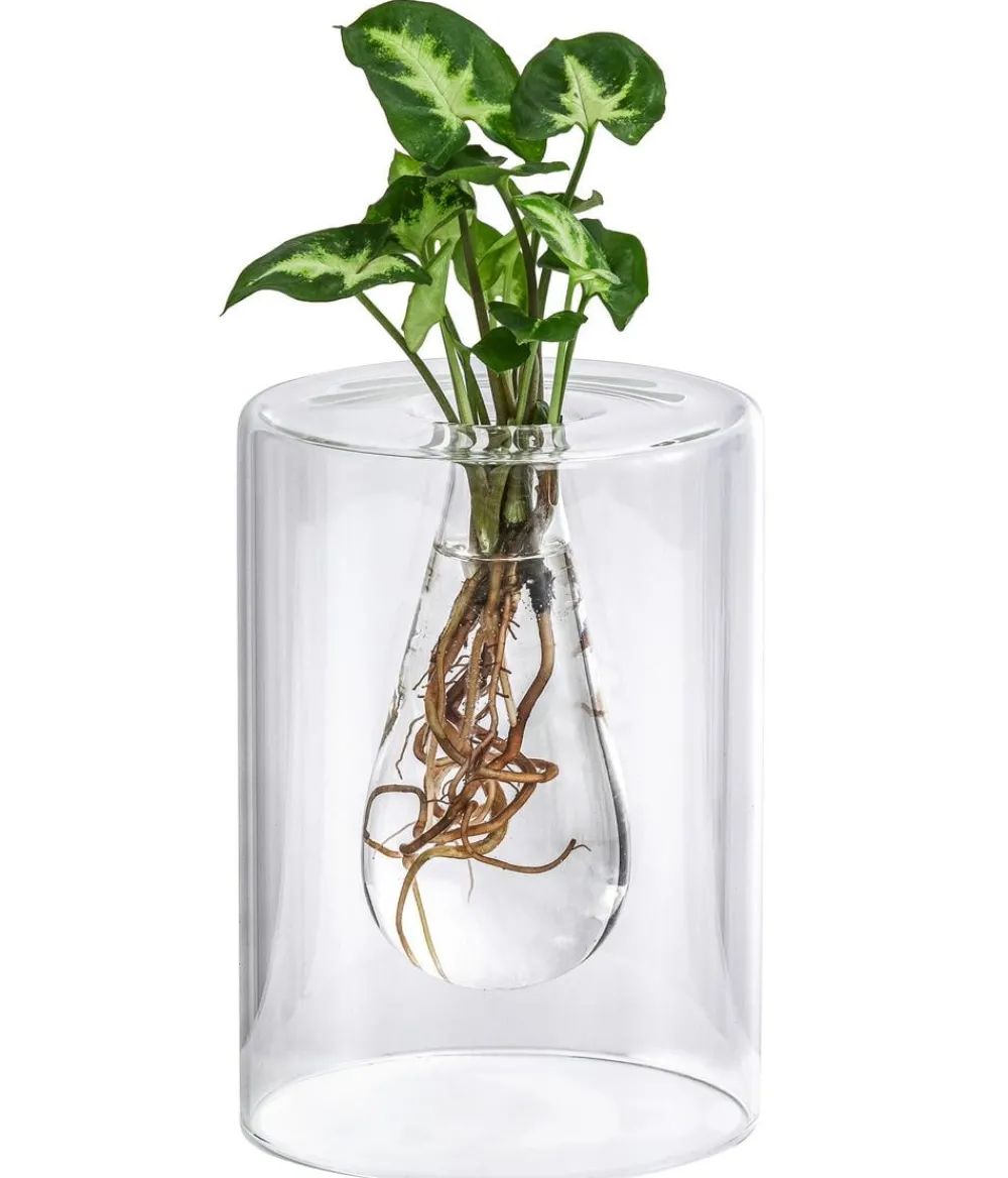 Dehner Grünpflanzen|Waterplants & Flaschengärten - Waterplant Purpurtute im Glas - Syngonium podophyllum 'Arrow', ca. 30 cm Grün