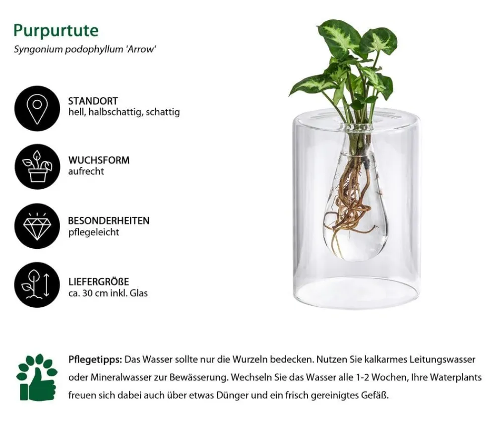 Dehner Grünpflanzen|Waterplants & Flaschengärten - Waterplant Purpurtute im Glas - Syngonium podophyllum 'Arrow', ca. 30 cm Grün