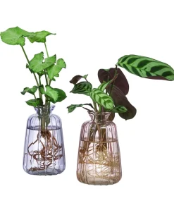 Dehner Grünpflanzen|Waterplants & Flaschengärten - Waterplant-Set Duo in en Gläsern, 2-teilig