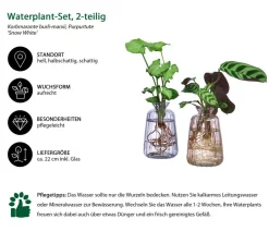 Dehner Grünpflanzen|Waterplants & Flaschengärten - Waterplant-Set Duo in en Gläsern, 2-teilig