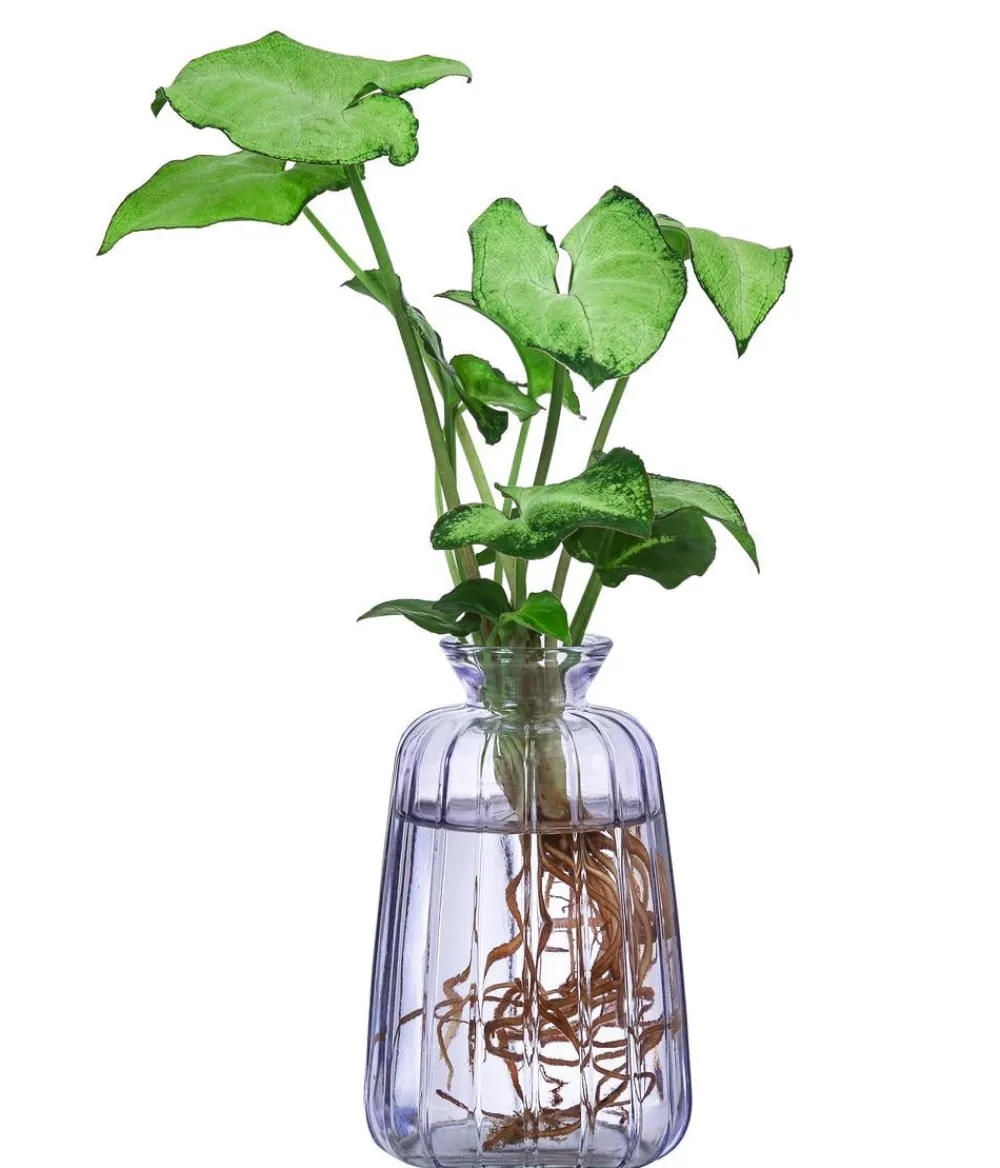 Dehner Grünpflanzen|Waterplants & Flaschengärten - Waterplant-Set Duo in en Gläsern, 2-teilig
