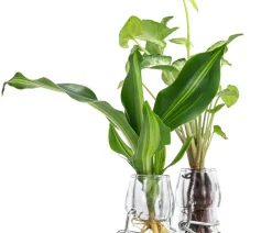 Dehner Grünpflanzen|Waterplants & Flaschengärten - Waterplant-Set Duo in Glasflaschen, 2-teilig Grün