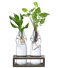 Dehner Grünpflanzen|Waterplants & Flaschengärten - Waterplant-Set Duo in Glasflaschen, 2-teilig Grün