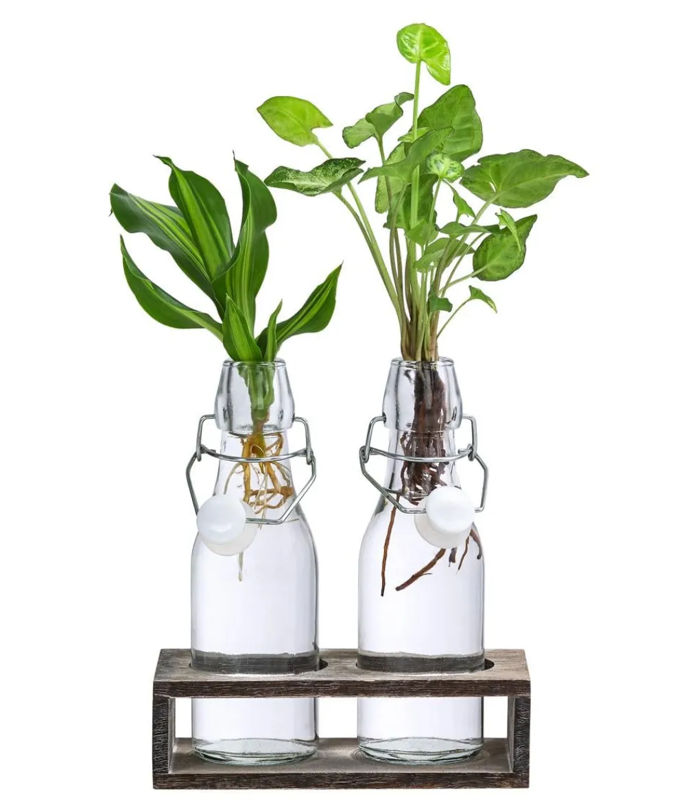 Dehner Grünpflanzen|Waterplants & Flaschengärten - Waterplant-Set Duo in Glasflaschen, 2-teilig Grün