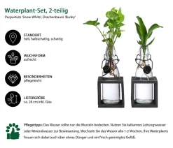 Dehner Waterplant-Set pflanzen in Glasflaschen, 2-teilig Grün Hot