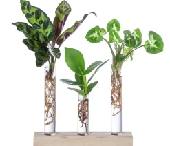 Dehner Waterplant-Set in Reagenzgläsern, 3-teilig Grün Outlet