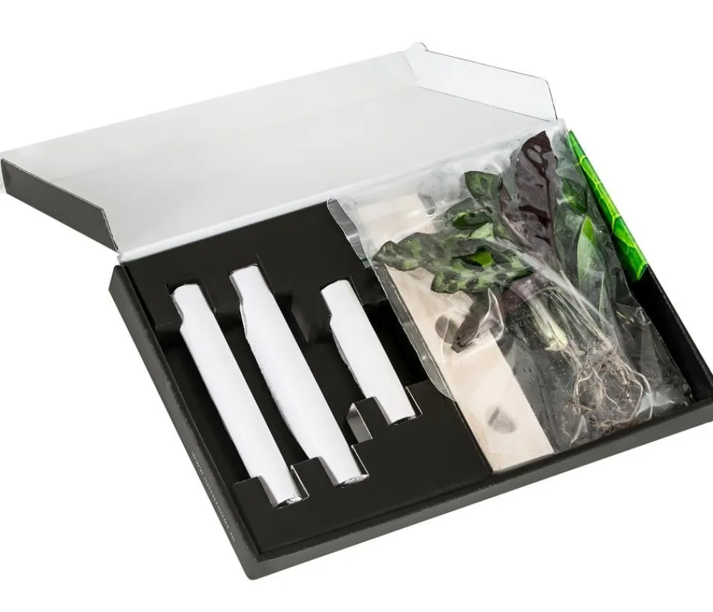 Dehner Waterplant-Set in Reagenzgläsern, 3-teilig Grün Outlet