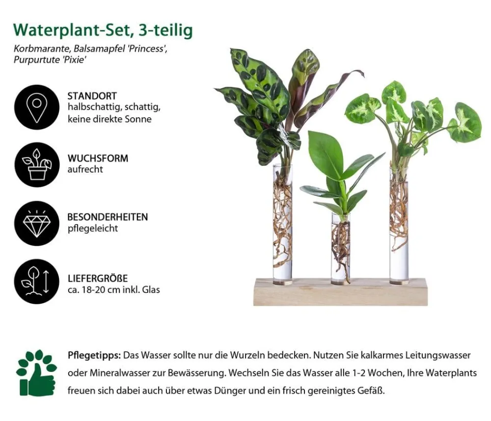 Dehner Waterplant-Set in Reagenzgläsern, 3-teilig Grün Outlet