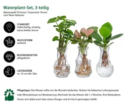 Dehner Waterplant-Set in Vasen, 3-teilig Grün Online