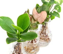Dehner Waterplant-Set in Vasen, 3-teilig Grün Online