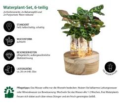 Dehner Waterplant-Set New York in Reagenzgläsern, 6-teilig, mit LED New