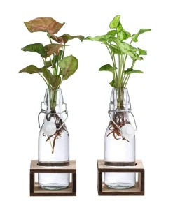 Dehner Grünpflanzen|Waterplants & Flaschengärten > Waterplant-Set Purpurtute in Glasflaschen - Syngonium podophyllum, 2-teilig