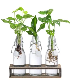 Dehner Grünpflanzen|Waterplants & Flaschengärten > Waterplant-Set Trio in Glasflaschen, 3-teilig