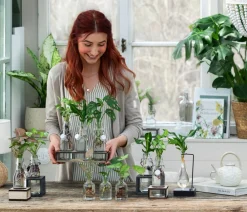 Dehner Grünpflanzen|Waterplants & Flaschengärten > Waterplant-Set Trio in Glasflaschen, 3-teilig