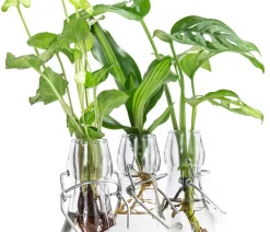 Dehner Grünpflanzen|Waterplants & Flaschengärten > Waterplant-Set Trio in Glasflaschen, 3-teilig