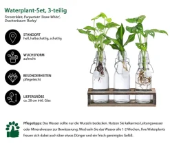 Dehner Grünpflanzen|Waterplants & Flaschengärten > Waterplant-Set Trio in Glasflaschen, 3-teilig