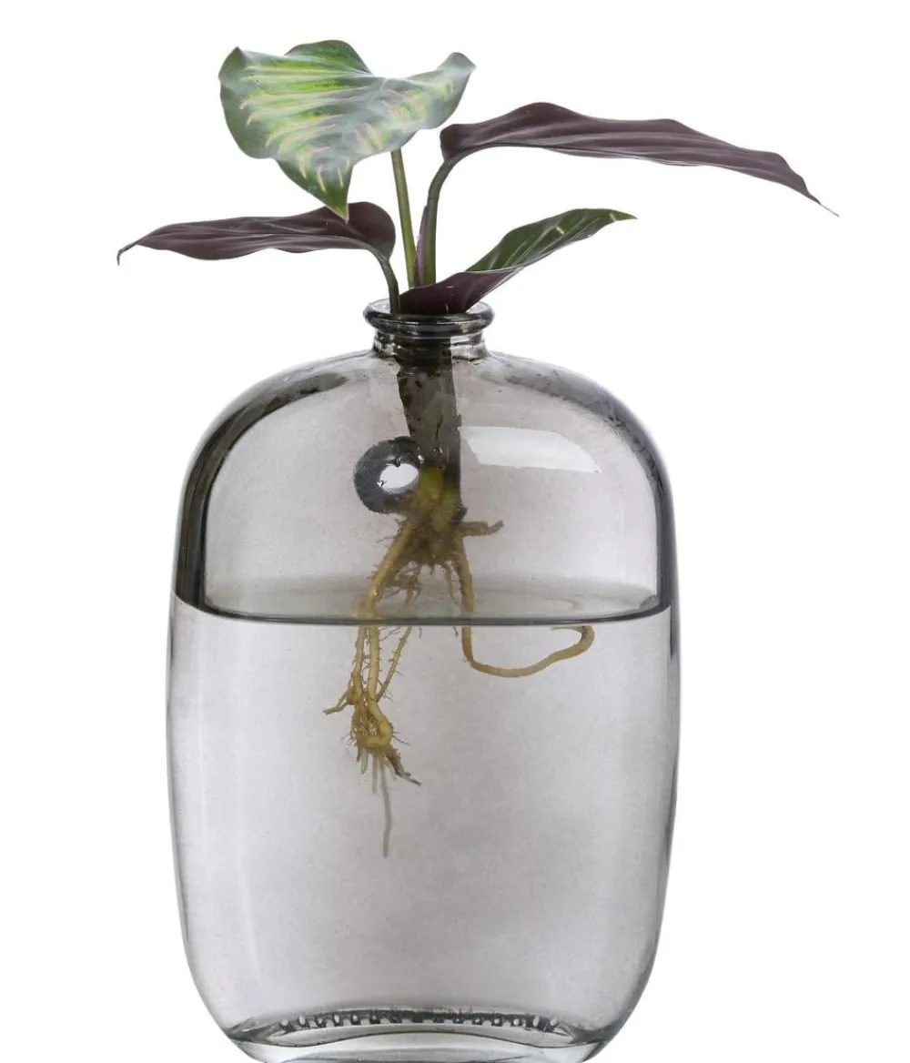 Dehner Raritäten|Grünpflanzen > Waterplant-Set Wandhänger, 2-teilig