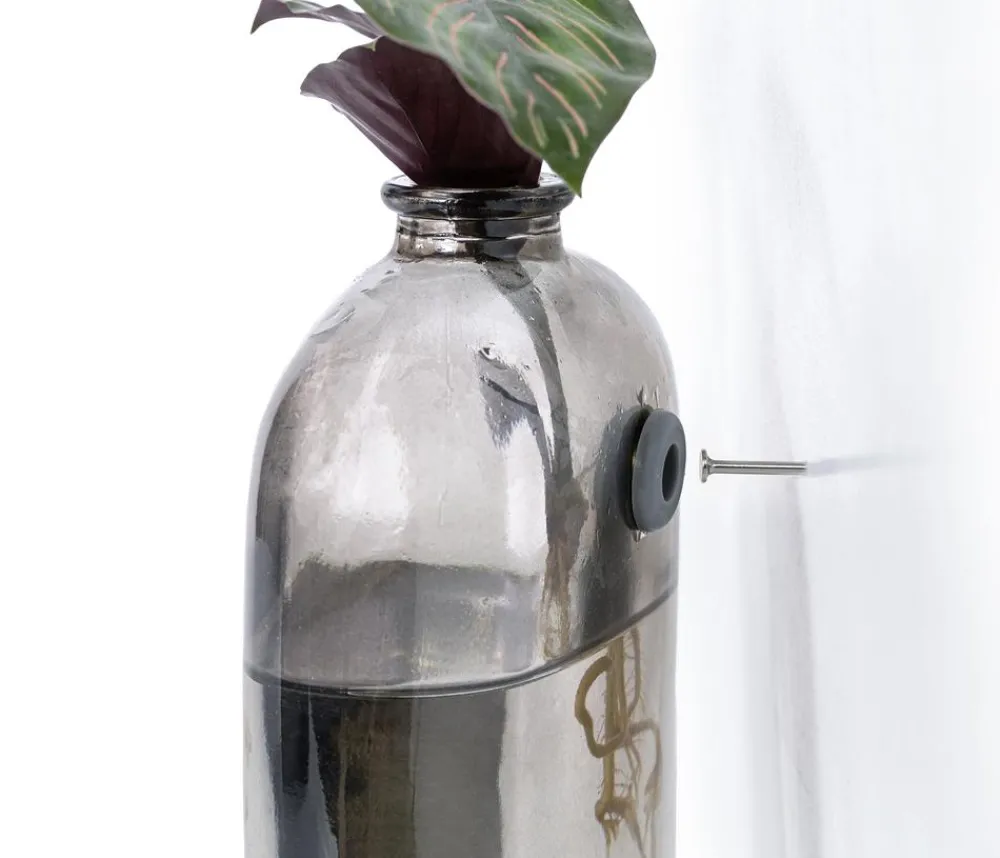Dehner Raritäten|Grünpflanzen > Waterplant-Set Wandhänger, 2-teilig