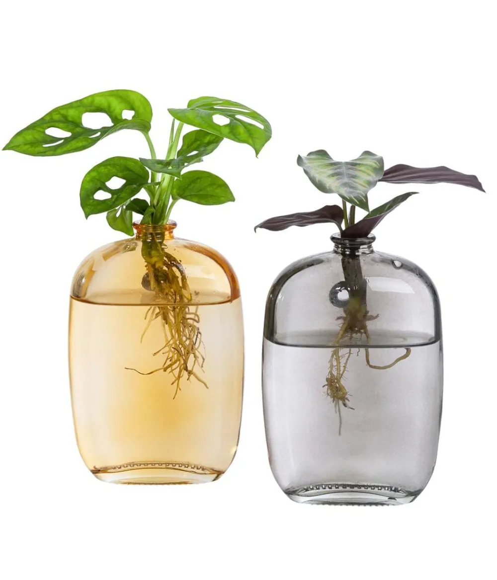 Dehner Raritäten|Grünpflanzen > Waterplant-Set Wandhänger, 2-teilig