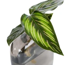 Dehner Raritäten|Grünpflanzen > Waterplant-Set Wandhänger, 2-teilig
