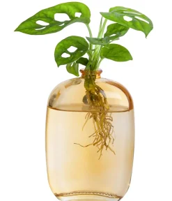 Dehner Raritäten|Grünpflanzen > Waterplant-Set Wandhänger, 2-teilig