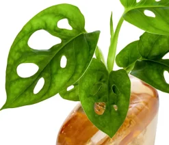 Dehner Raritäten|Grünpflanzen > Waterplant-Set Wandhänger, 2-teilig