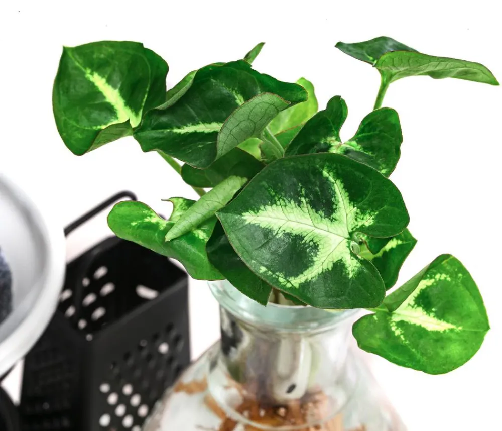 Dehner Waterplants & Flaschengärten > Waterplant-Set Wellness in Glasflasche - Syngonium podophyllum 'Pixie'