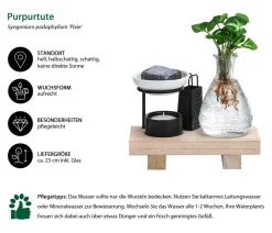 Dehner Waterplants & Flaschengärten > Waterplant-Set Wellness in Glasflasche - Syngonium podophyllum 'Pixie'