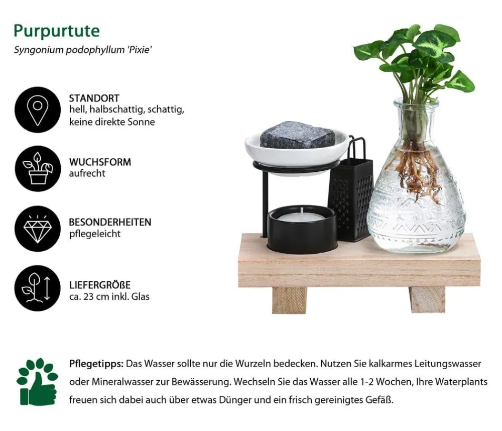 Dehner Waterplants & Flaschengärten > Waterplant-Set Wellness in Glasflasche - Syngonium podophyllum 'Pixie'