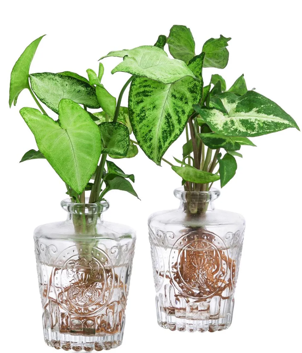 Dehner Waterplants & Flaschengärten > Waterplant-Set Whiskey-Duo in Glasflaschen, 2-teilig