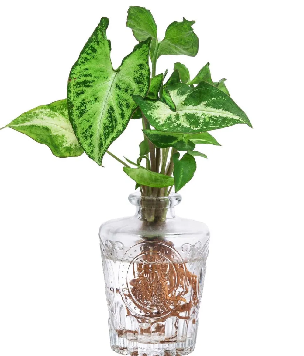 Dehner Waterplants & Flaschengärten > Waterplant-Set Whiskey-Duo in Glasflaschen, 2-teilig