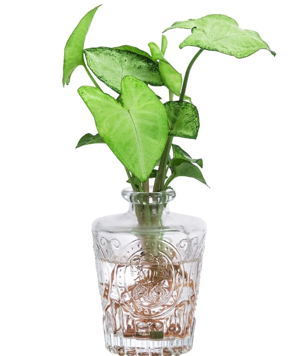 Dehner Waterplants & Flaschengärten > Waterplant-Set Whiskey-Duo in Glasflaschen, 2-teilig