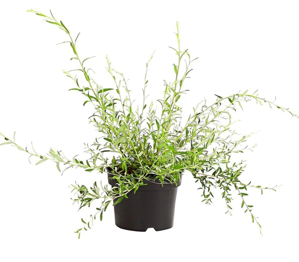 Dehner Wechselblättriger Sommerflieder Lavendel Online