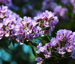 Dehner Wechselblättriger Sommerflieder Lavendel Online