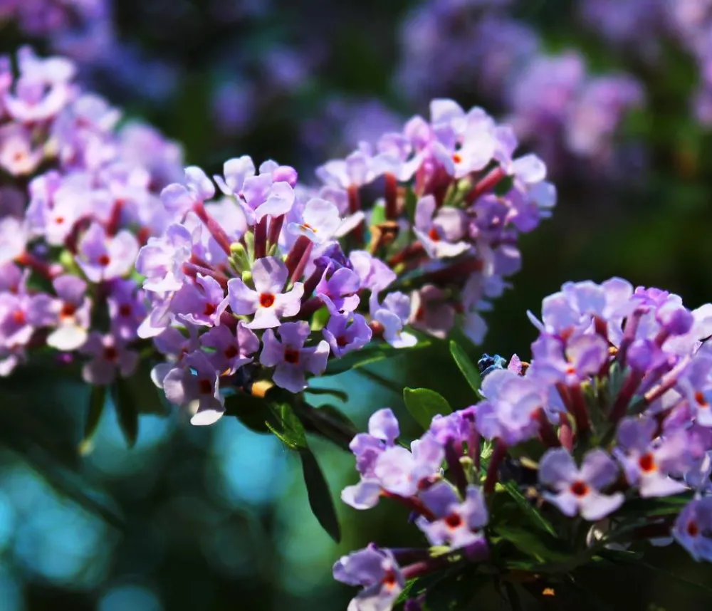 Dehner Wechselblättriger Sommerflieder Lavendel Online