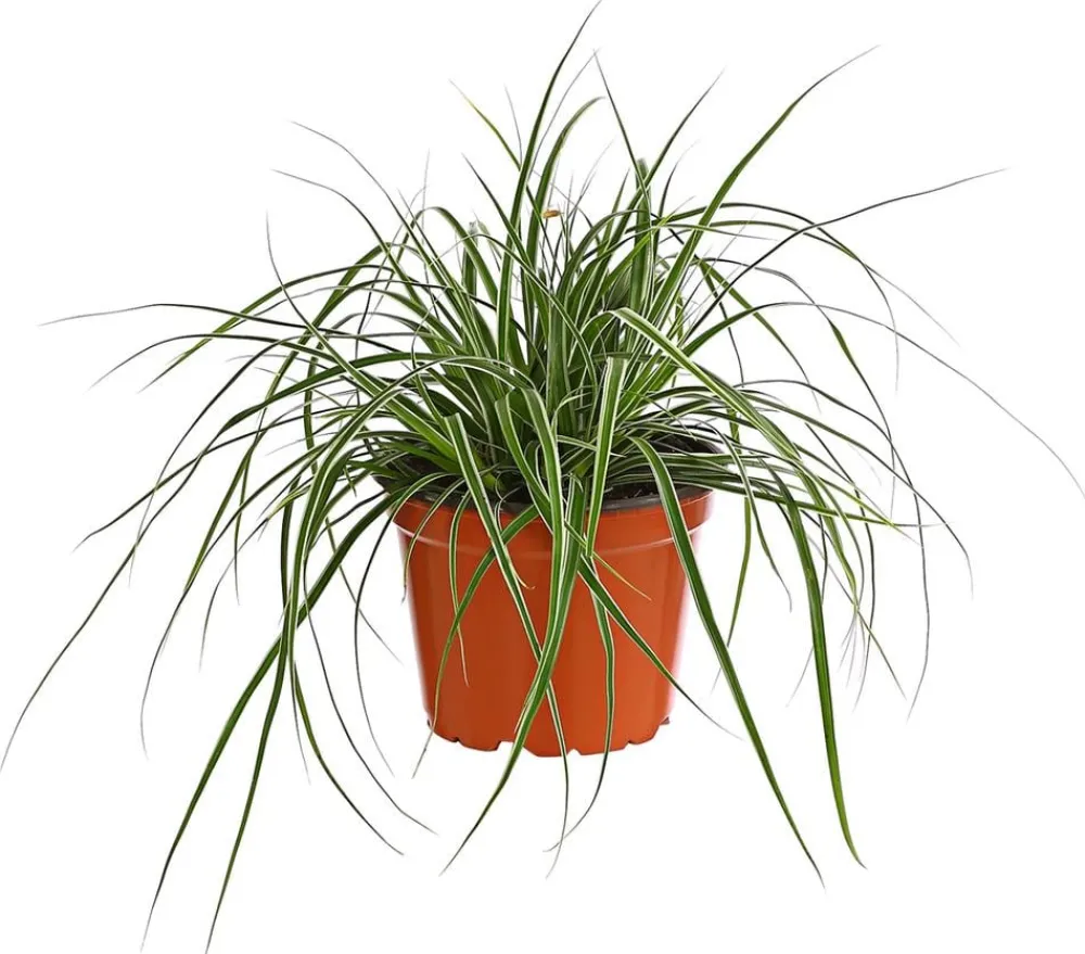 Dehner Gräser > bunte Japan-Segge 'Variegata'